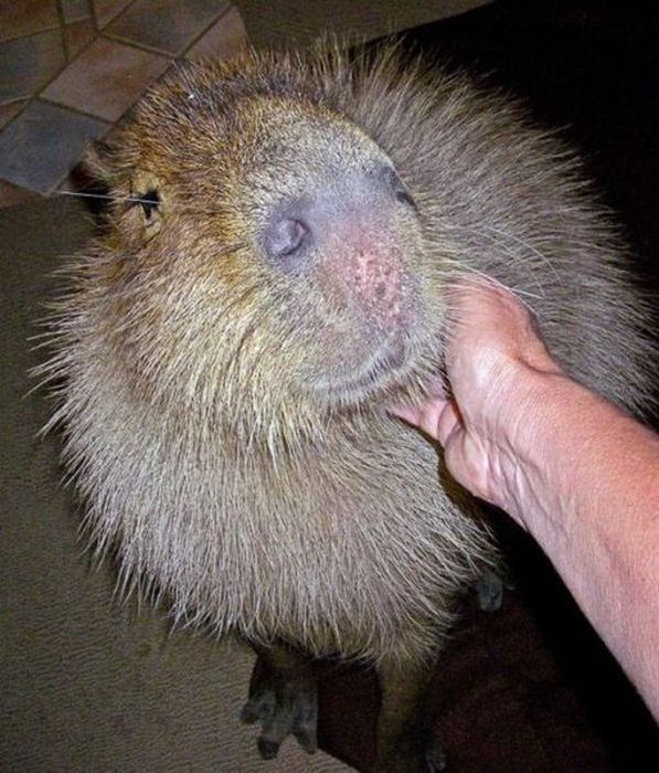 Caplin Rous capybara