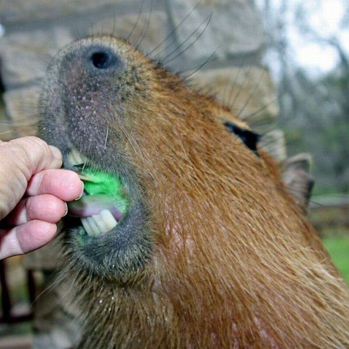 Caplin Rous capybara