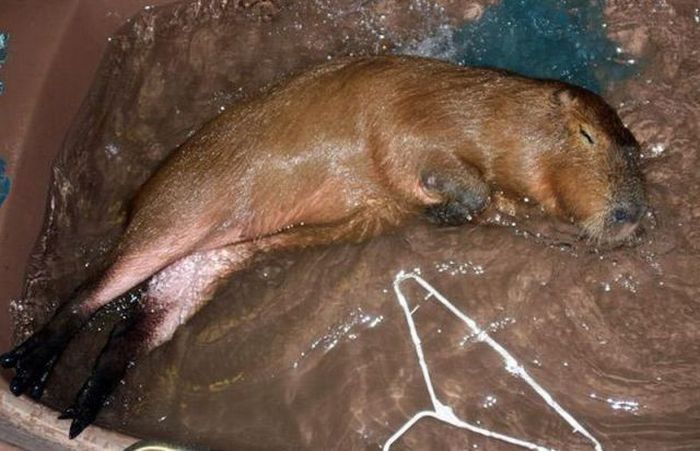 Caplin Rous capybara