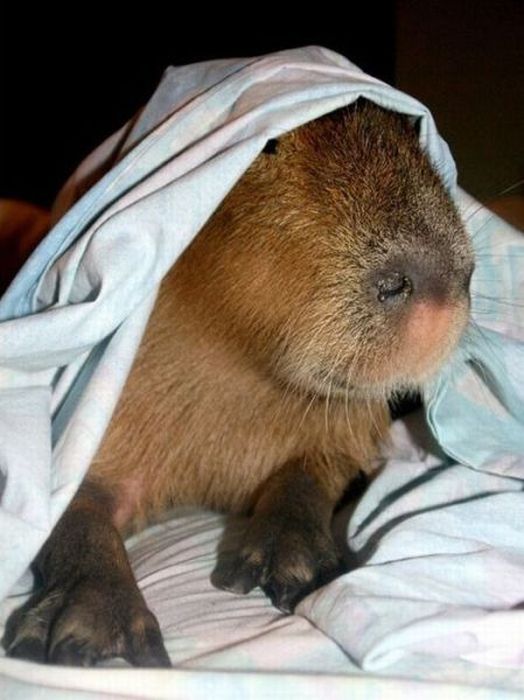 Caplin Rous capybara