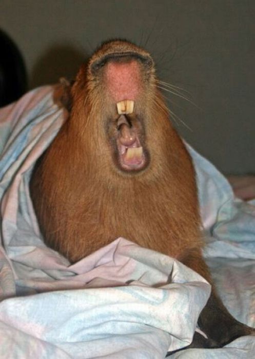 Caplin Rous capybara