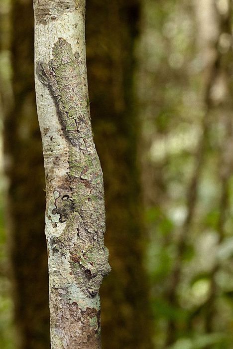 camouflage animals