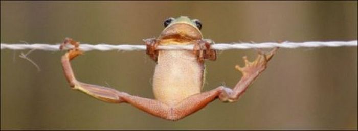 frog on a string