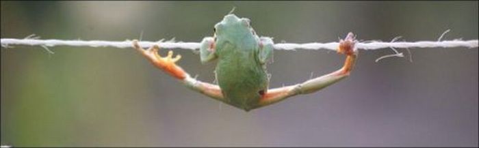 frog on a string