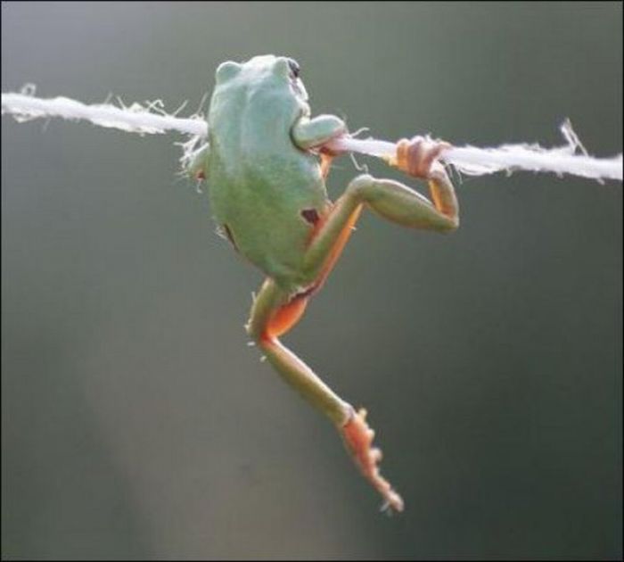 frog on a string