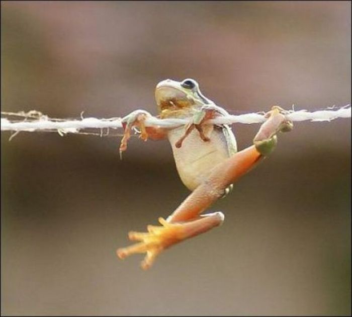 frog on a string