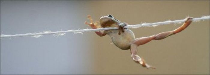frog on a string