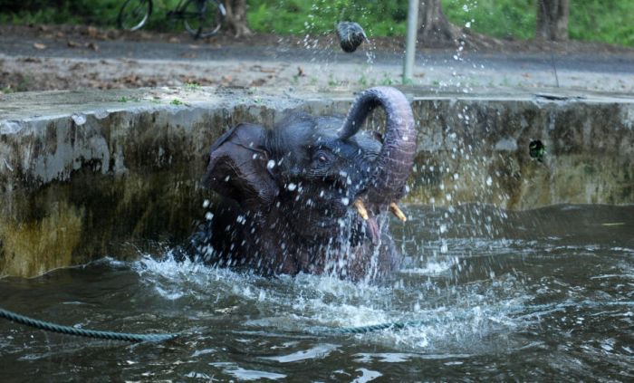baby elephant rescued from drowning