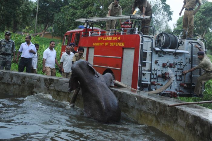 baby elephant rescued from drowning