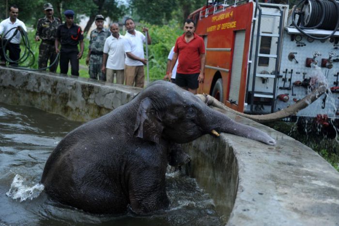 baby elephant rescued from drowning