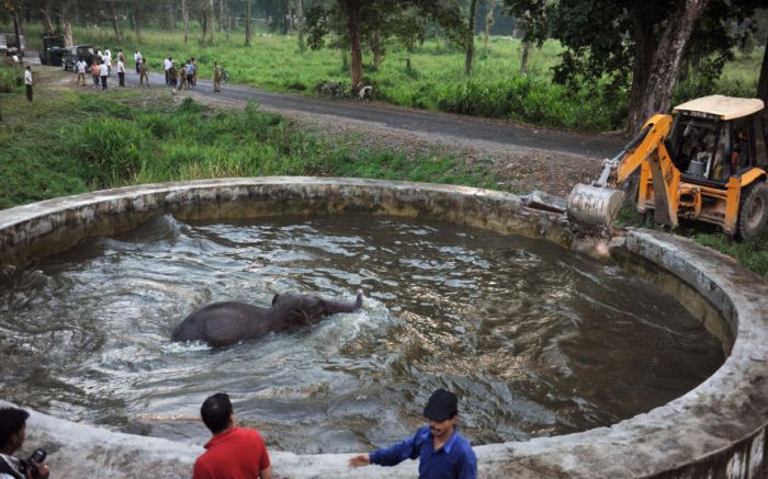 baby elephant rescued from drowning