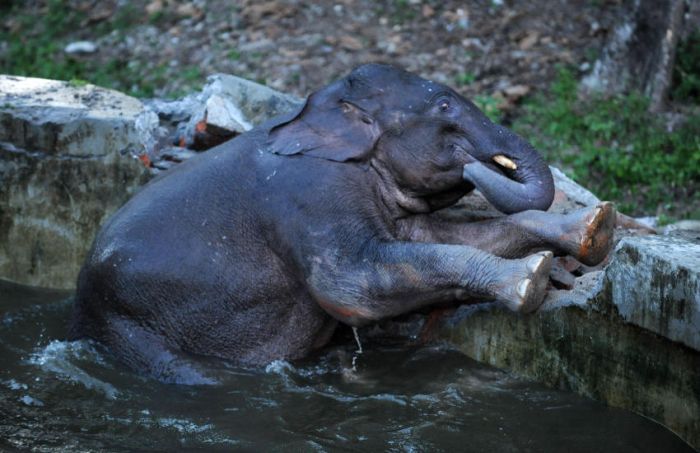 baby elephant rescued from drowning