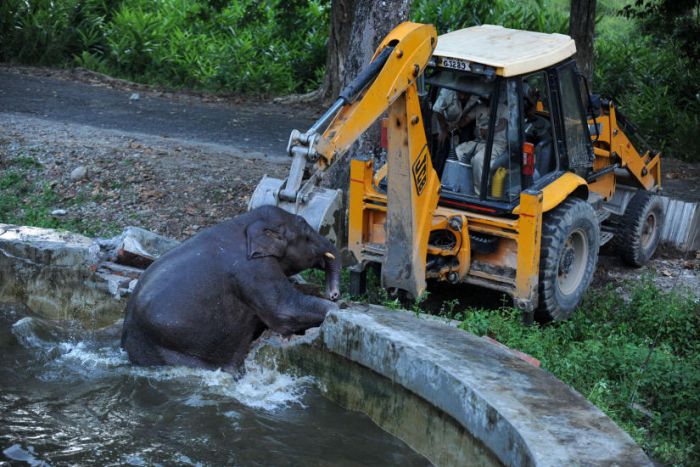 baby elephant rescued from drowning