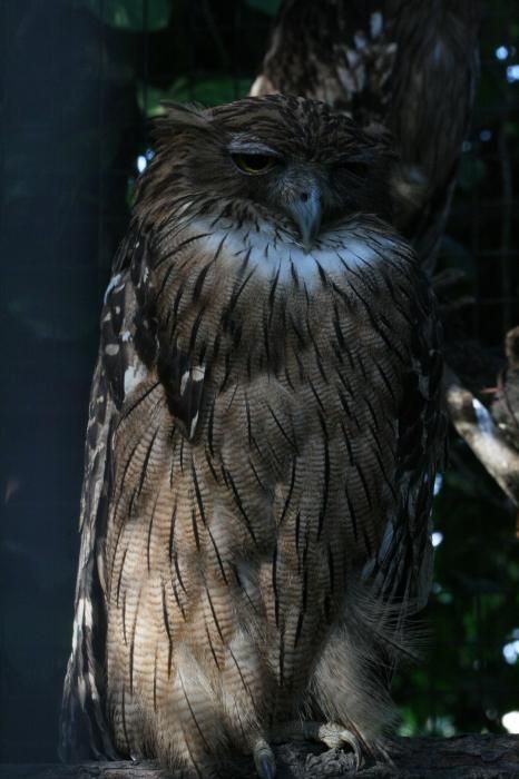 owl birds