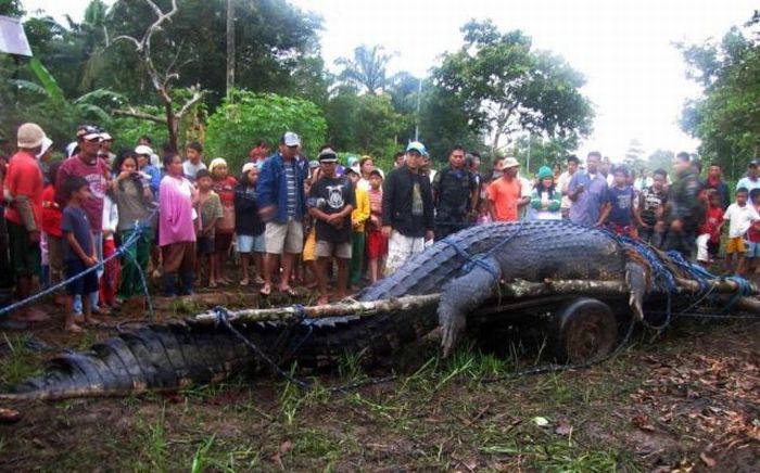 Giant crocodile caught in Philippines