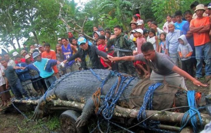 Giant crocodile caught in Philippines