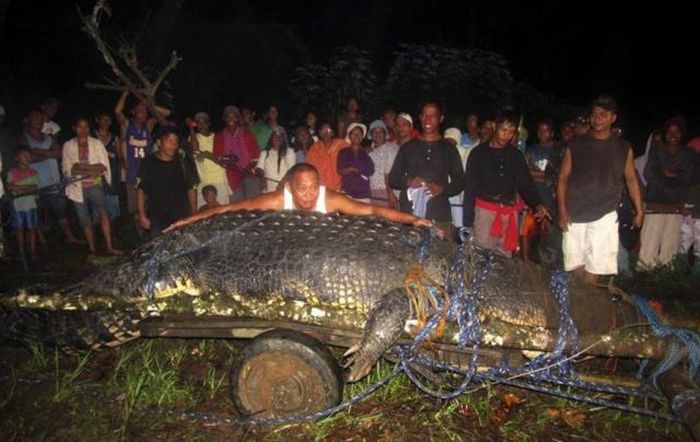 Giant crocodile caught in Philippines