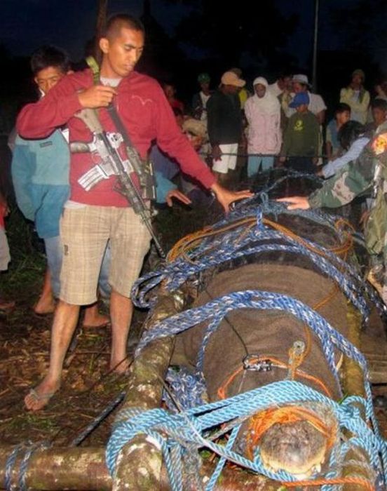 Giant crocodile caught in Philippines