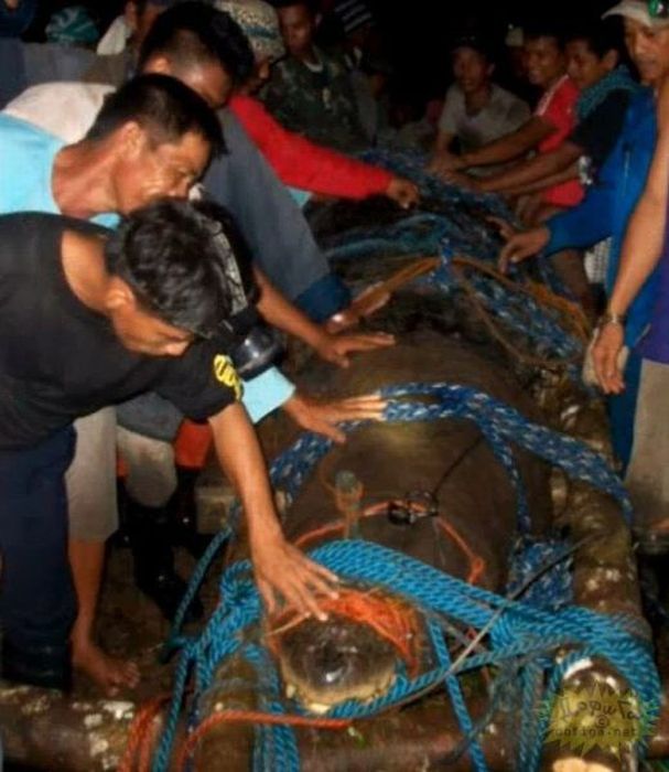 Giant crocodile caught in Philippines