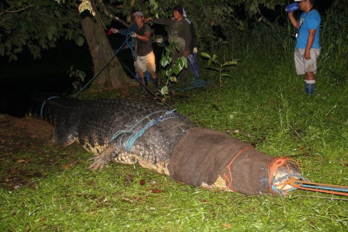 Giant crocodile caught in Philippines