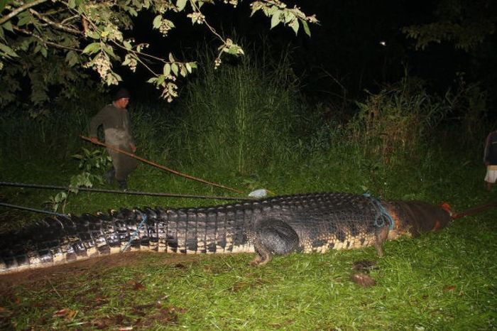 Giant crocodile caught in Philippines