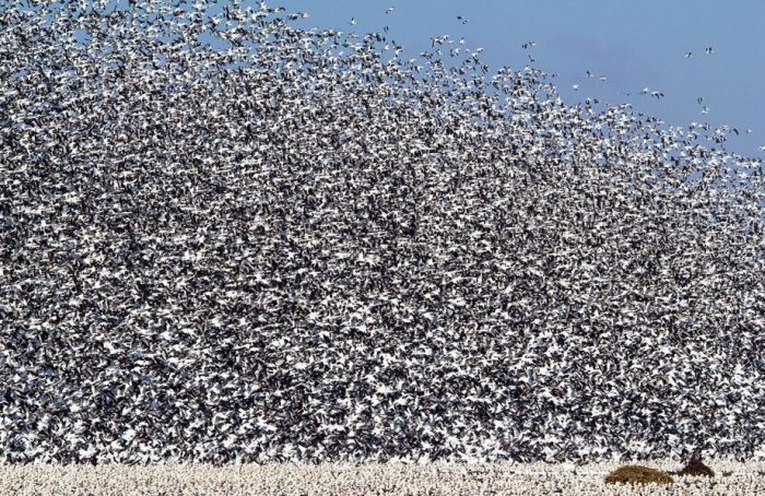 Million of geese, Missouri, United States