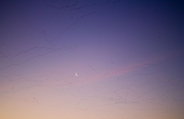 Million of geese, Missouri, United States