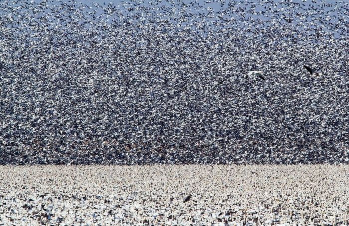 Million of geese, Missouri, United States