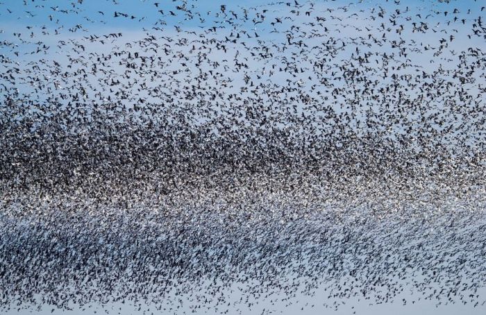 Million of geese, Missouri, United States