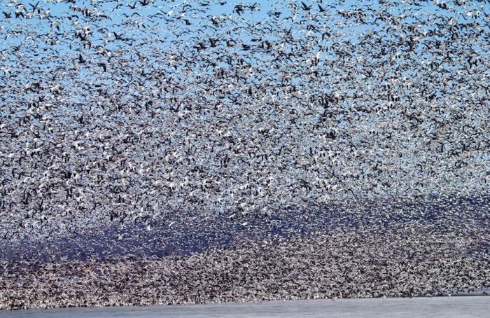 Million of geese, Missouri, United States