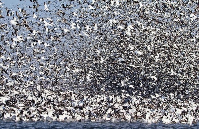 Million of geese, Missouri, United States