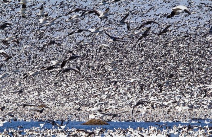 Million of geese, Missouri, United States