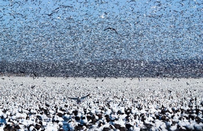 Million of geese, Missouri, United States