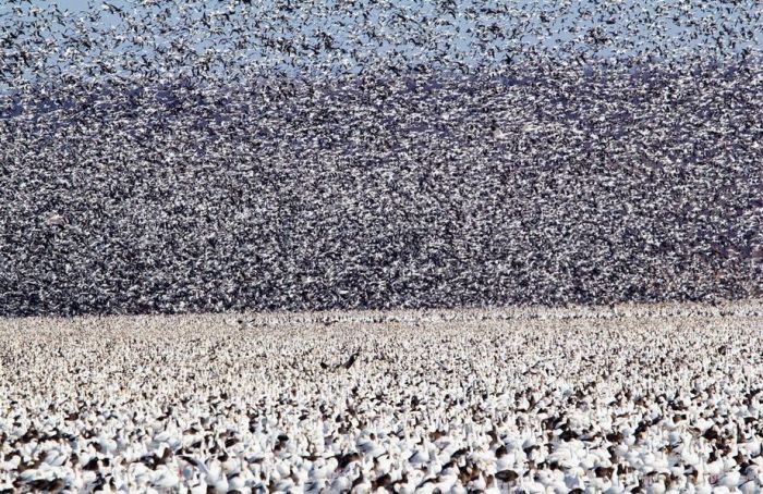 Million of geese, Missouri, United States