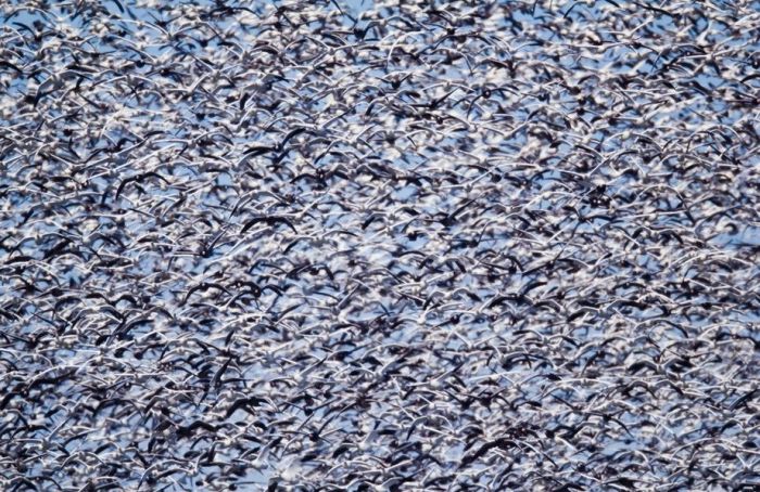 Million of geese, Missouri, United States