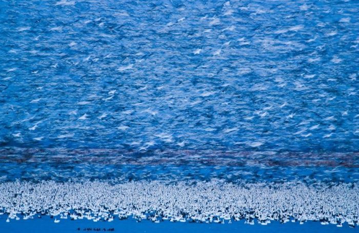 Million of geese, Missouri, United States