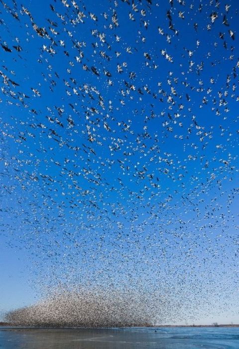 Million of geese, Missouri, United States