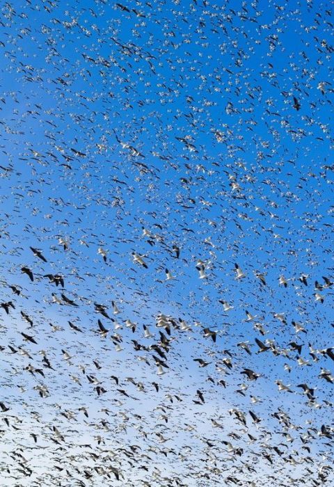Million of geese, Missouri, United States