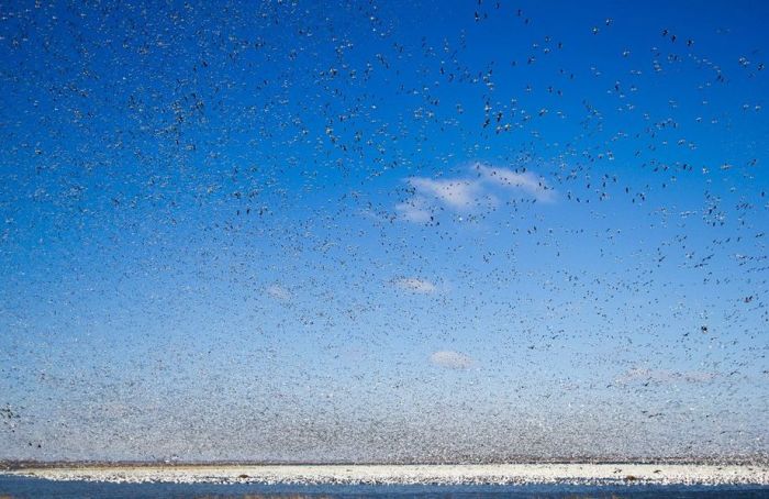 Million of geese, Missouri, United States