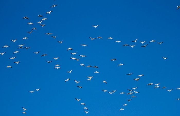 Million of geese, Missouri, United States