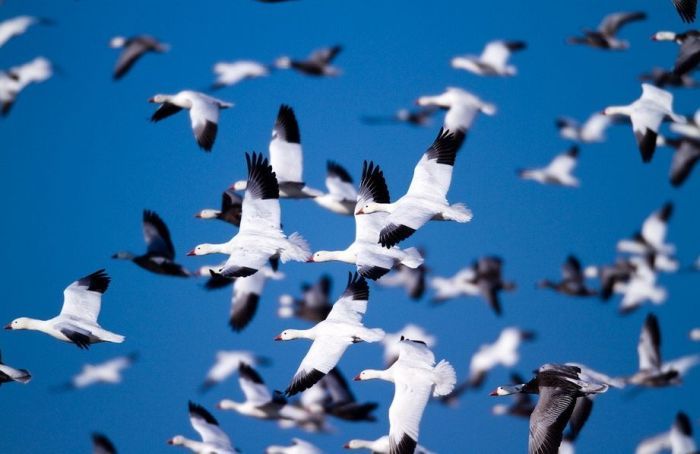 Million of geese, Missouri, United States