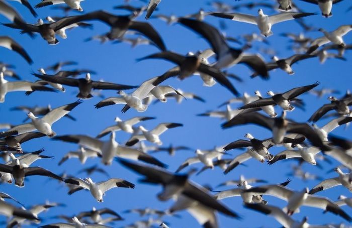 Million of geese, Missouri, United States