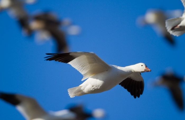 Million of geese, Missouri, United States