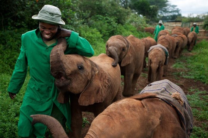 Baby elephant orphanage institution, Kenya