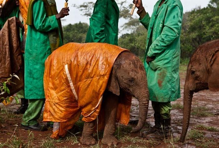 Baby elephant orphanage institution, Kenya