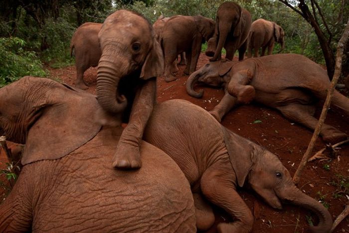 Baby elephant orphanage institution, Kenya