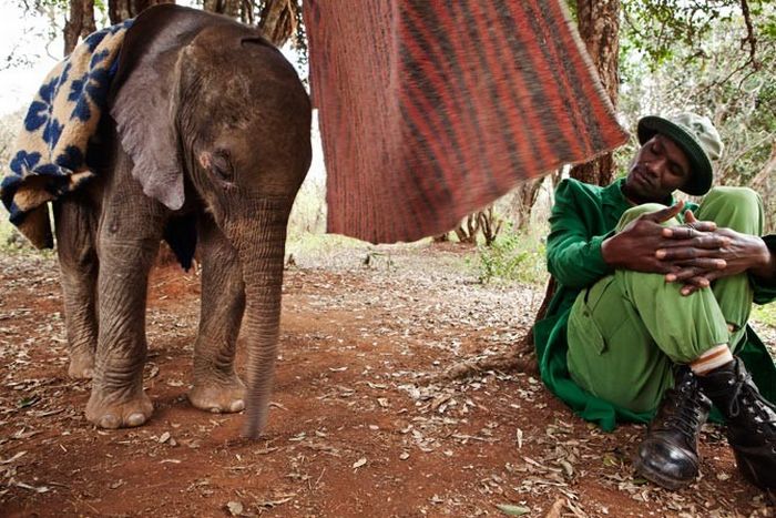 Baby elephant orphanage institution, Kenya