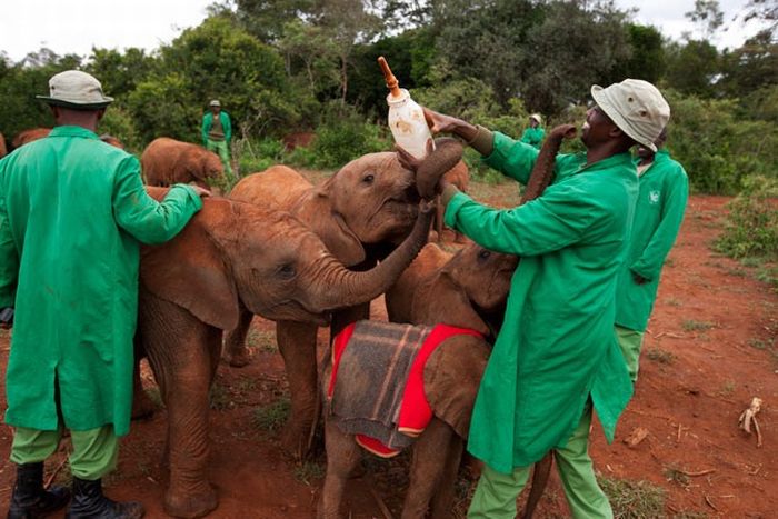 Baby elephant orphanage institution, Kenya