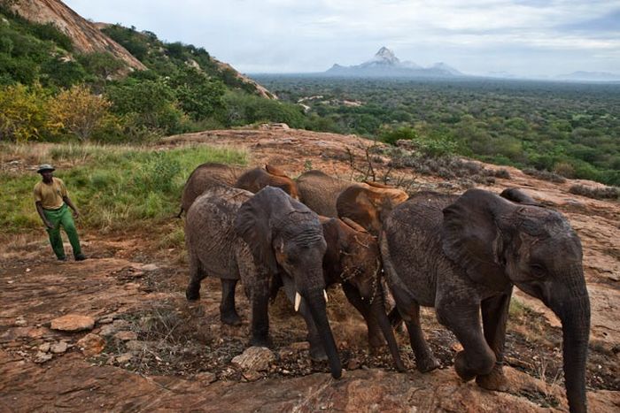 Baby elephant orphanage institution, Kenya