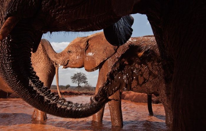 Baby elephant orphanage institution, Kenya